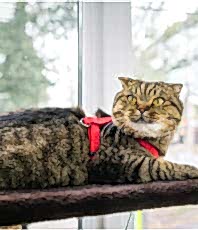 Реанимация домашних животных