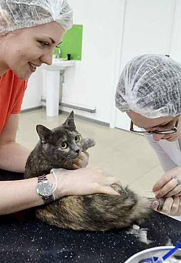 Реанимация домашних животных