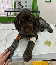 Реанимация домашних животных