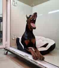 Реанимация домашних животных