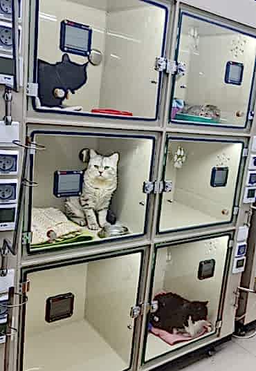 Реанимация домашних животных