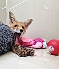 Реанимация домашних животных