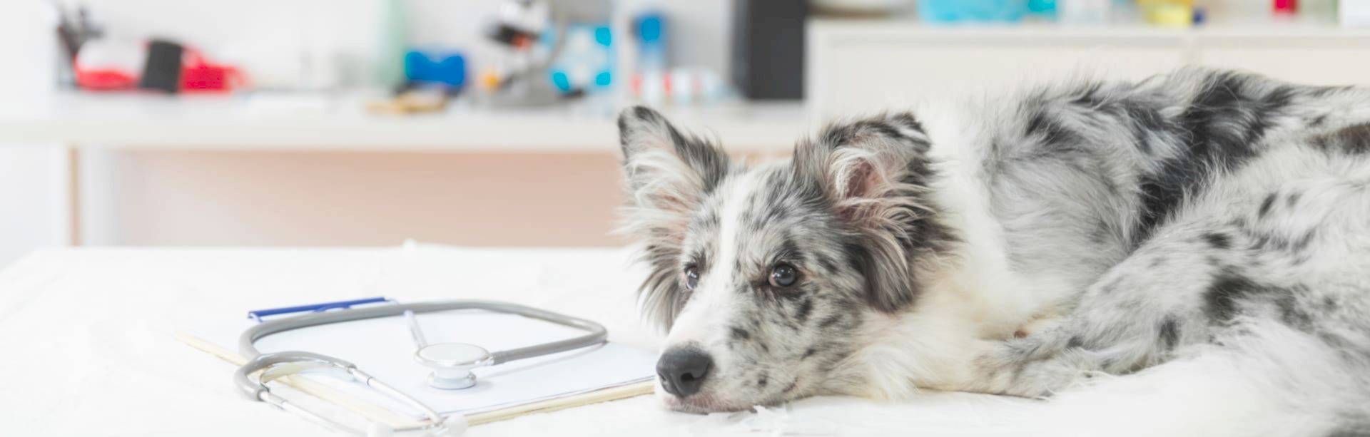 Реанимация домашних животных