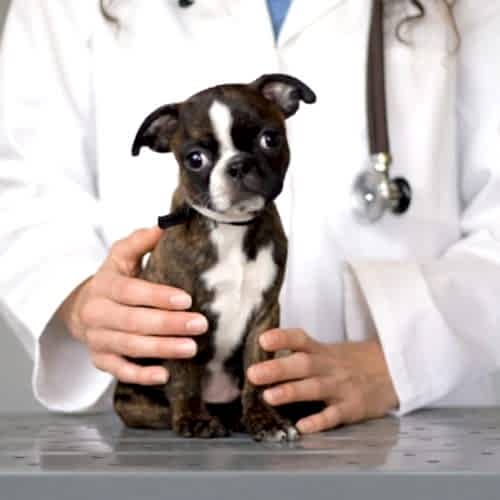 Вакцинация животных - обязательная процедура!