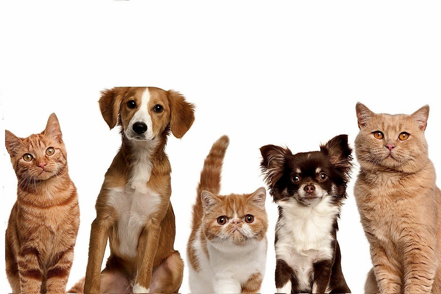 Почему важно кастрировать и стерилизовать животных