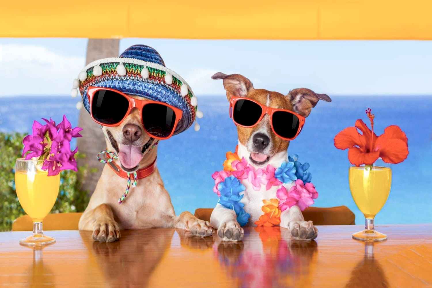 Что делать с собачкой, когда запланирован отпуск?