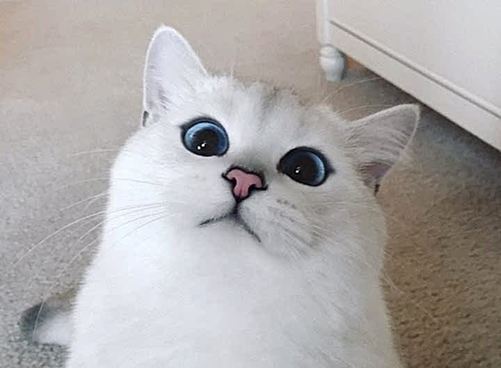 Кастрация - операция без боли