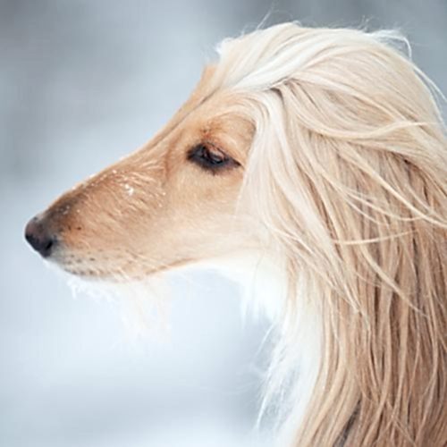 Интеллект животных