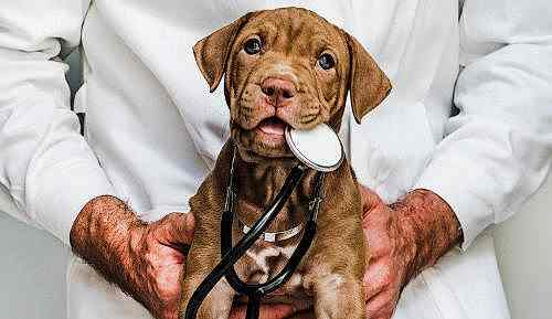 Когда обратиться к ветеринару?