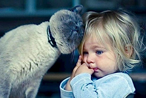 Эмпатия между домашними животными и людьми