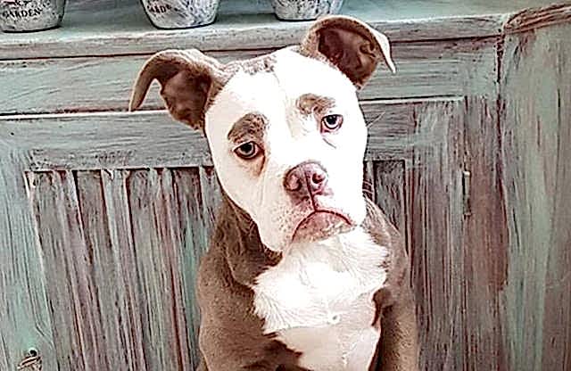 Чем поможет ветеринар-невролог