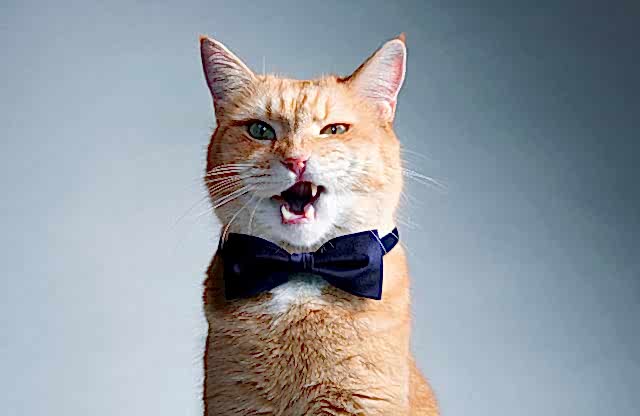 УЗИ для кошек