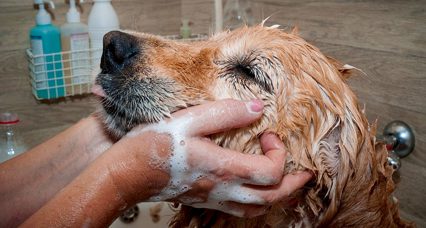 Аллергия у собак: виды, признаки, диагностика и советы ветеринара