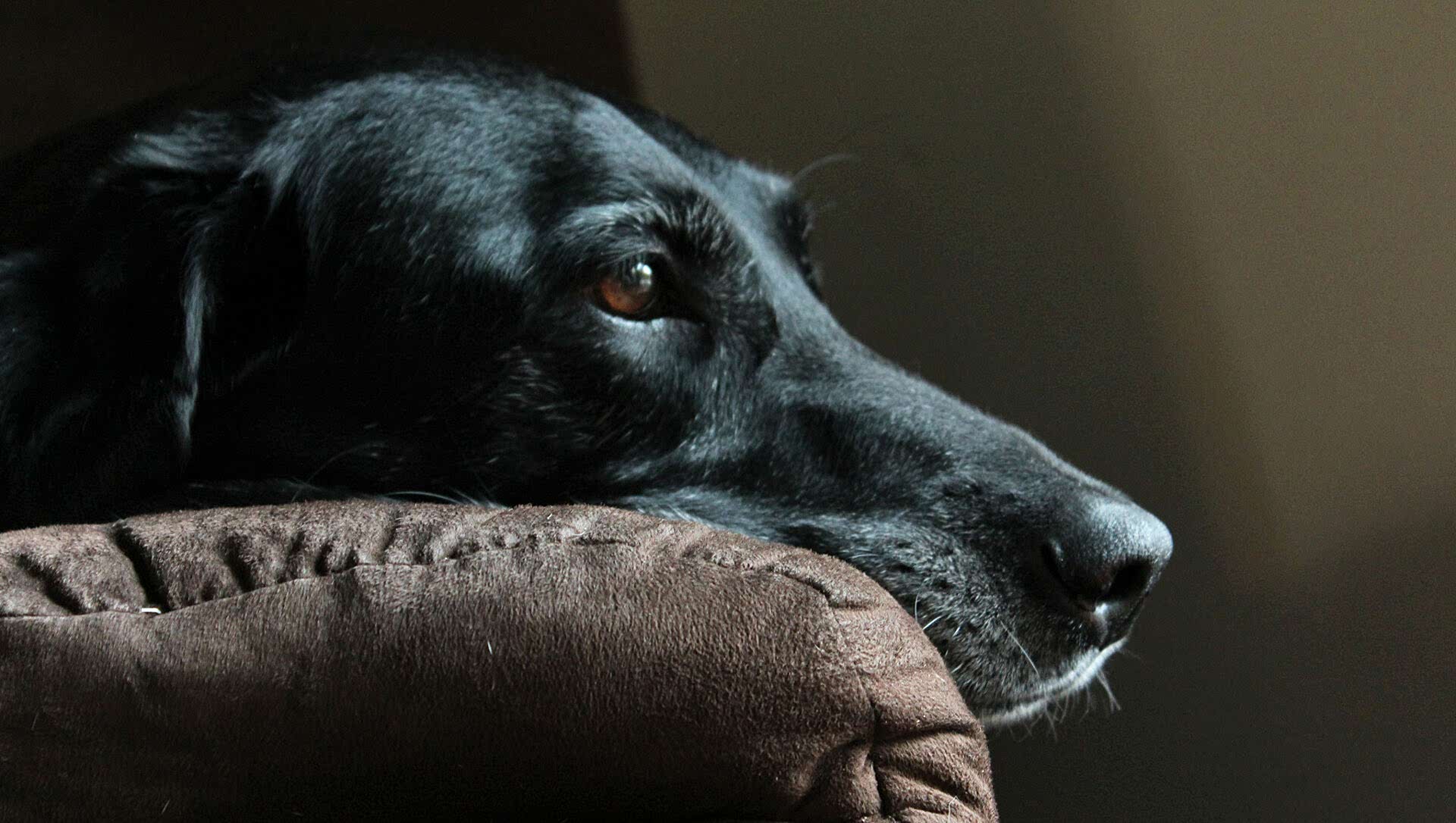 Лечение и диагностика эпилепсии у собак и кошек