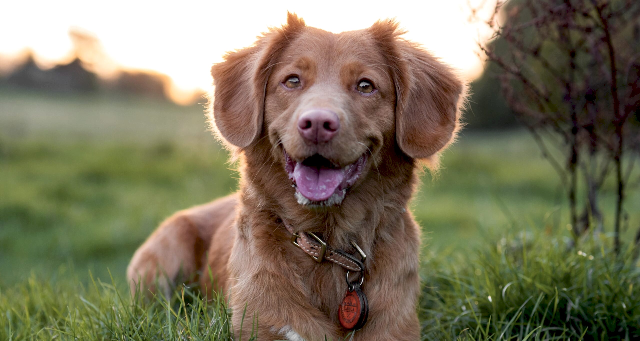 Зачем прививают собак