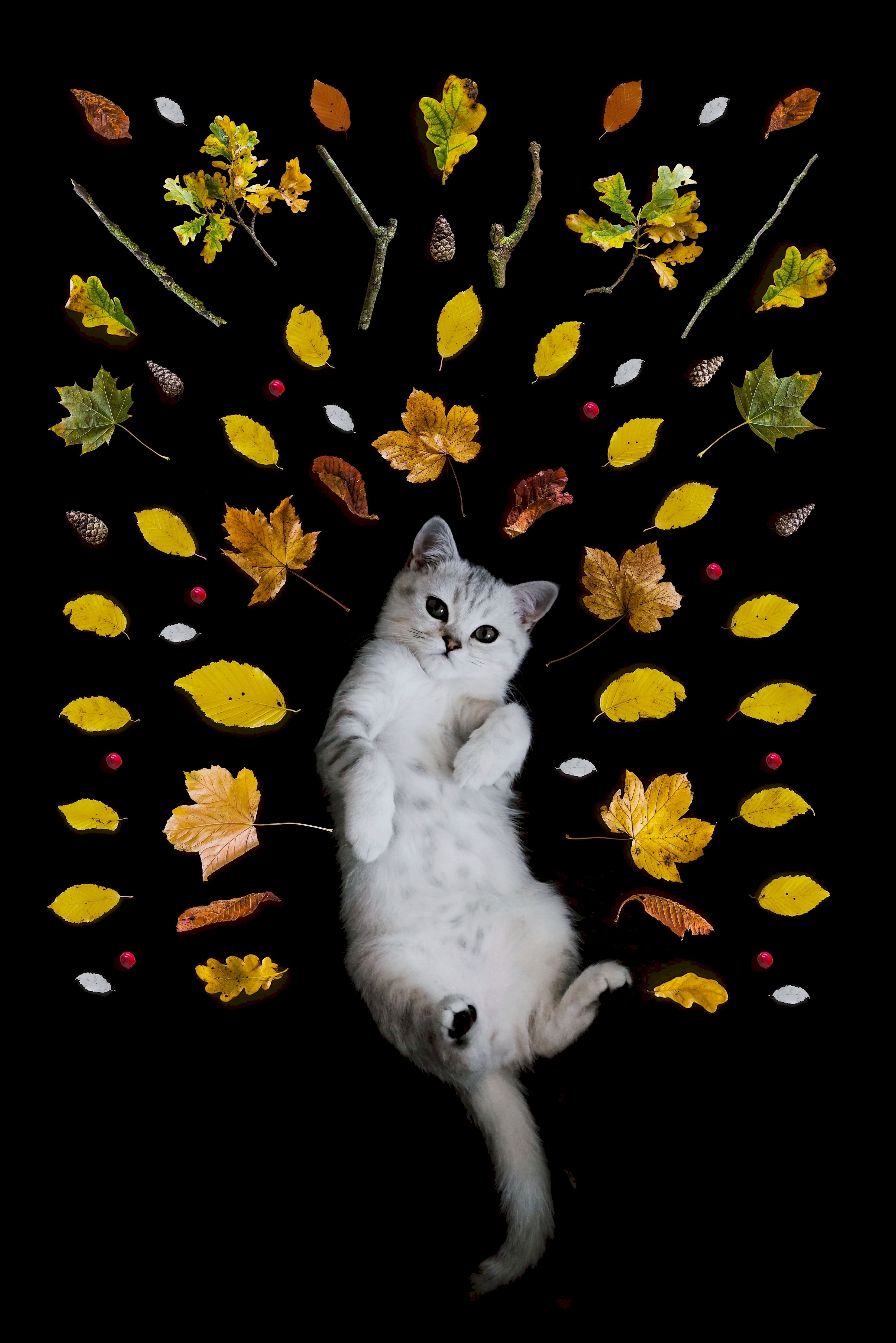 Какие прививки нужно делать котам и кошкам