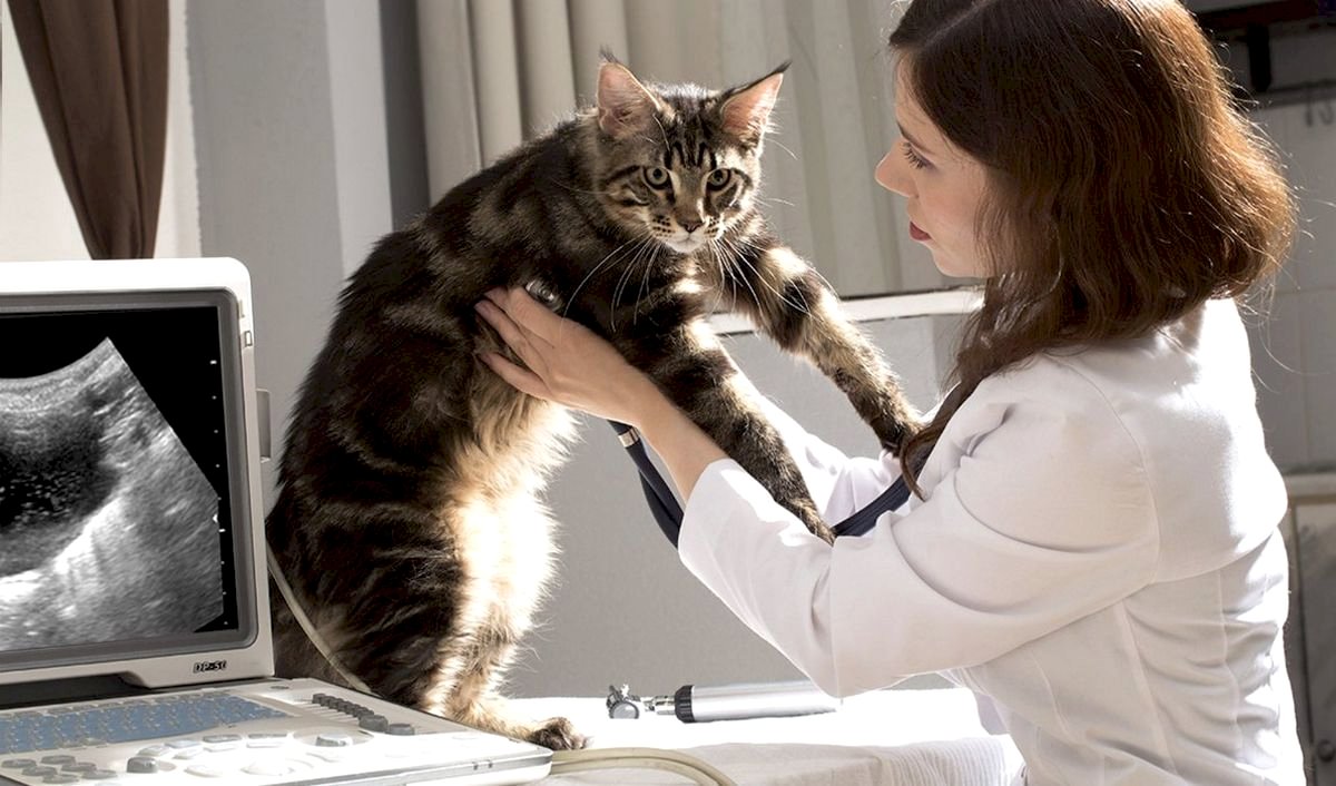 УЗИ для животных: особенности, подготовка и проведение