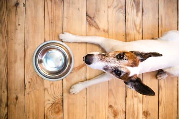 УЗИ для животных