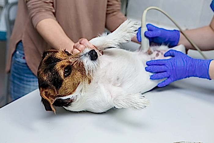 УЗИ для животных