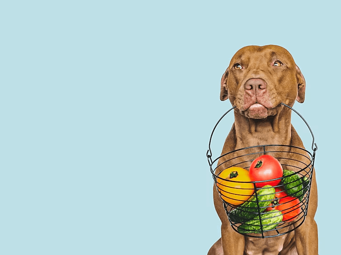 Вопрос питания: как составить грамотный рацион для собаки?