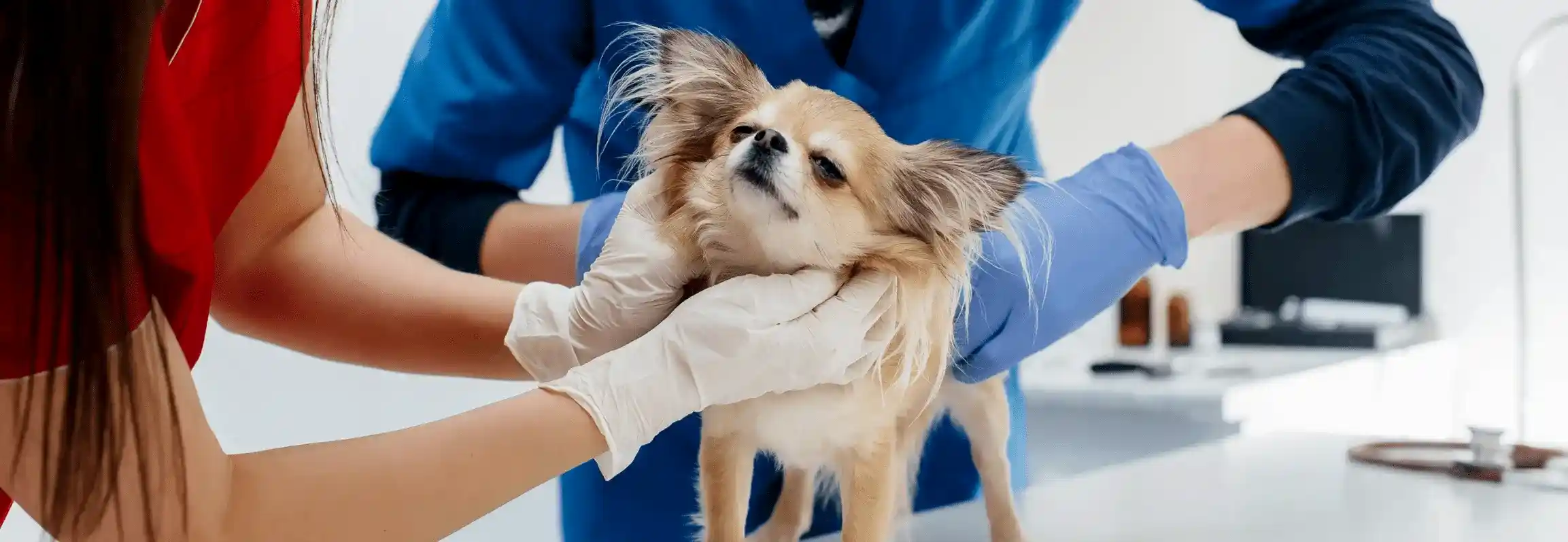 Терапия для животных