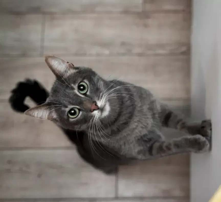 Составление рациона для кошки