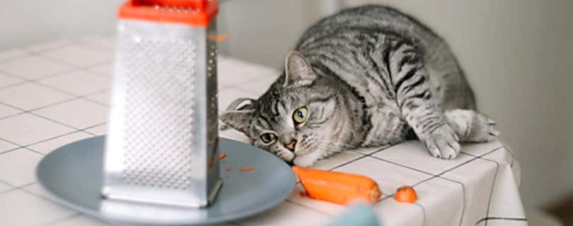 Составление рациона для кошки