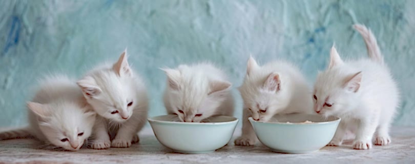 Составление рациона для кошки