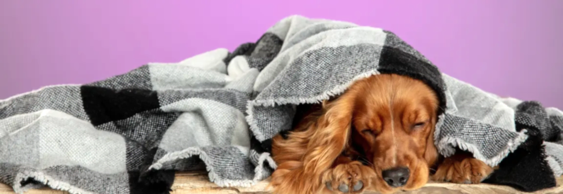 Ингаляционный наркоз домашних животных